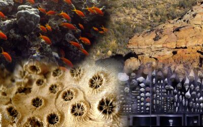 Artensterben durch Klimawandel