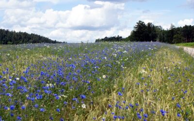 Exkursion: Naturkundliche Führung in Möhrendorf